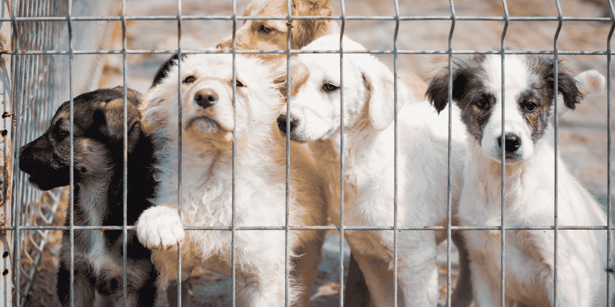 Maltrato animal delito: concepto, regulación y penas según el Código Penal 1 Maltrato animal delito: concepto, regulación y penas según el Código Penal Maltrato animal delito: concepto, regulación