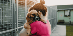 Maltrato animal delito: concepto, regulación