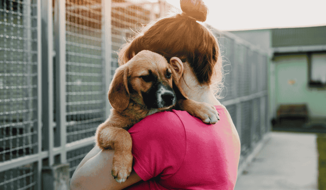 Maltrato animal delito: concepto, regulación